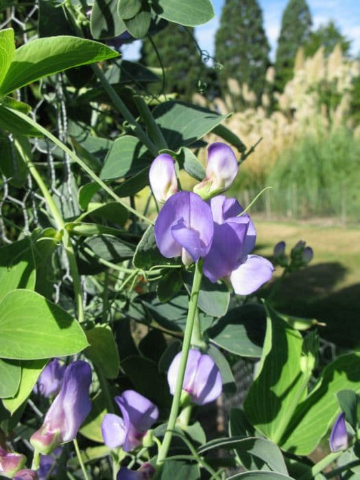 Lord Anson's blue pea