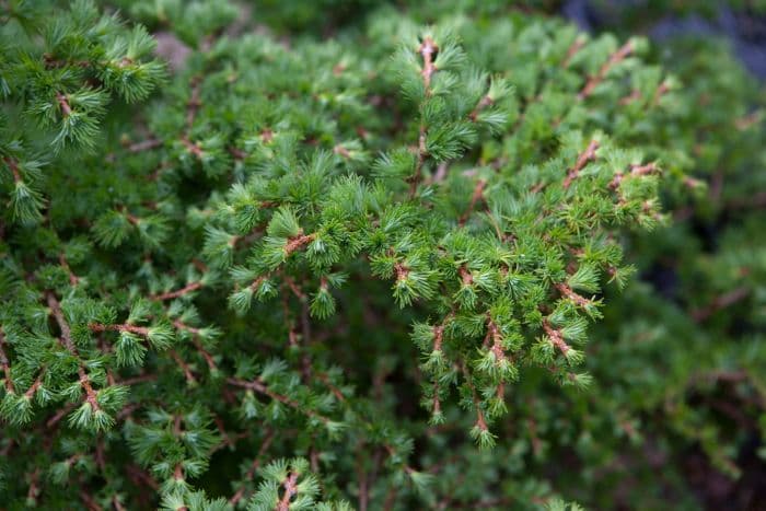 Japanese larch