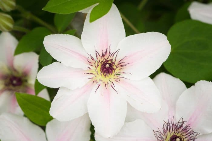 clematis [The Countess of Wessex]