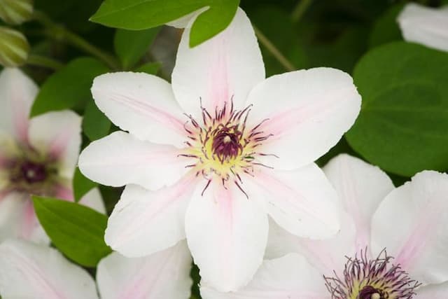 Clematis [The Countess of Wessex]