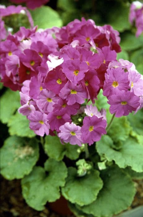 German primrose 'Libre Magenta'