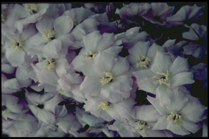 delphinium 'Walton Gemstone'