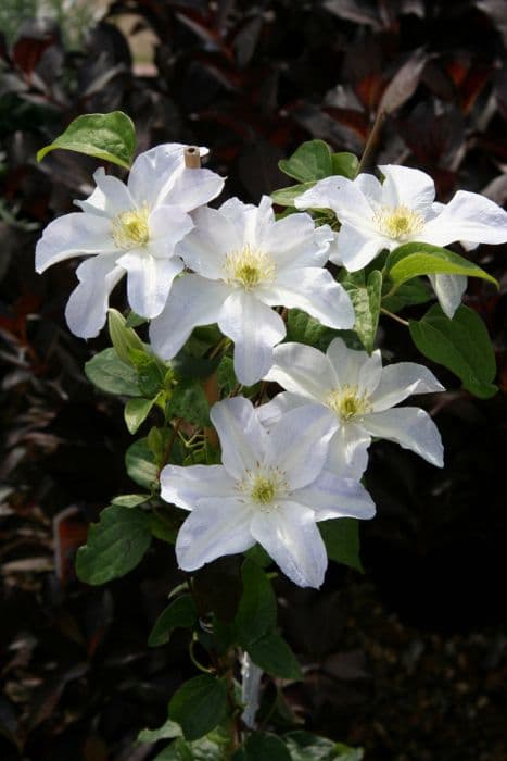 clematis 'Yukikomachi'