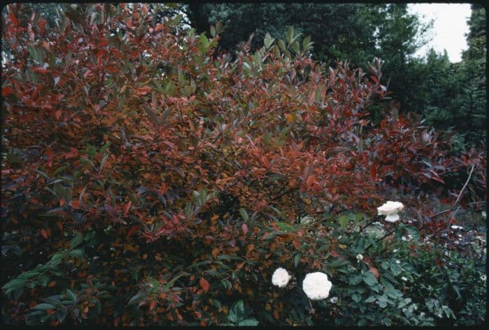 purple chokeberry 'Brilliant'