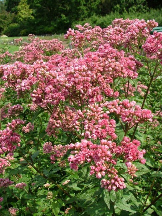 double-flowered hemp agrimony