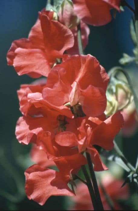 sweet pea 'Ron Entwistle'