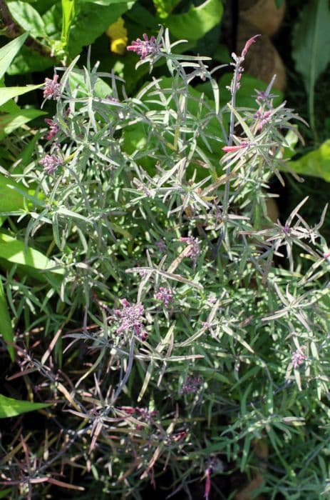 Rocky giant hyssop