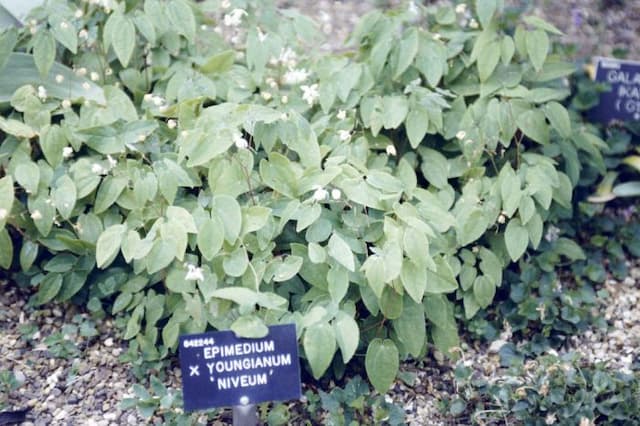 Snowy barrenwort