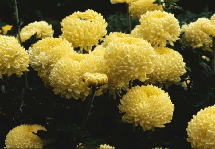 chrysanthemum [Dana]