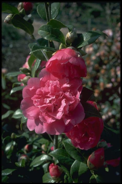 camellia 'Anticipation'