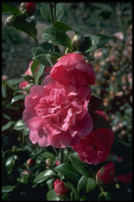 Camellia 'Anticipation'