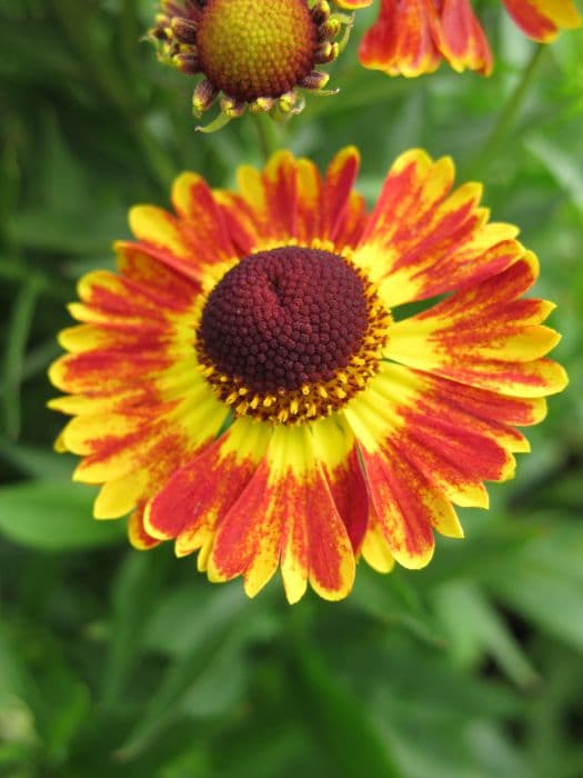 sneezeweed 'Fuego'