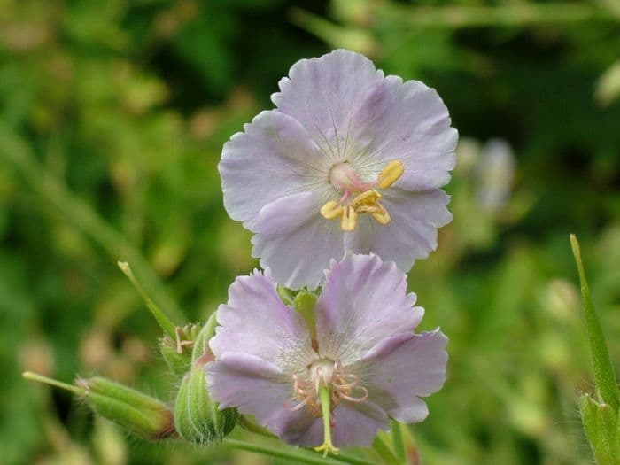 dusky cranesbill 'Stillingfleet Ghost'