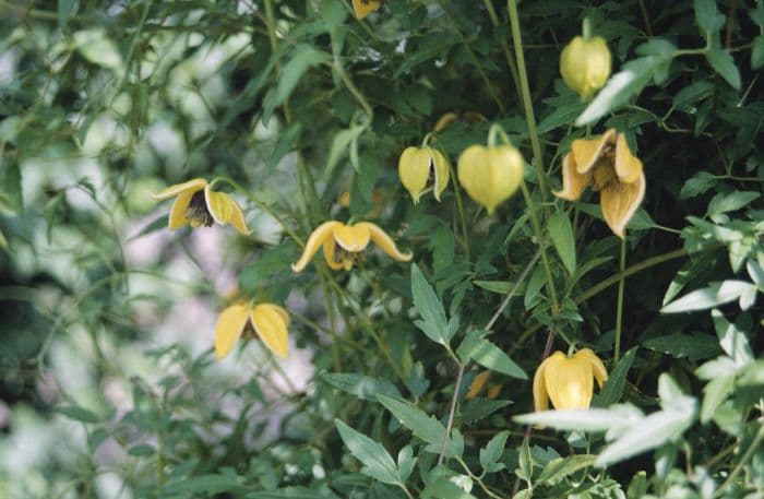 clematis 'Bill MacKenzie'