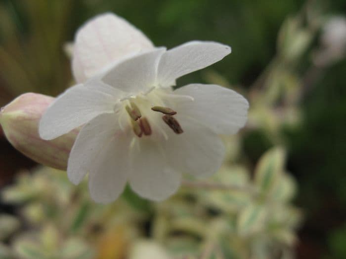 sea campion 'Druett's Variegated'