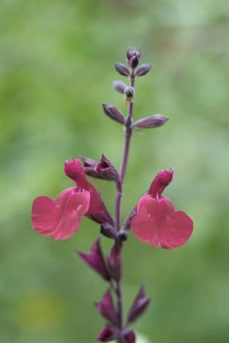 sage 'Silas Dyson'