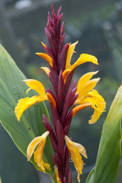 Himalayan ginger