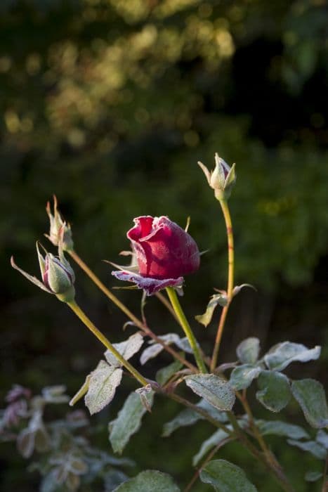 rose [William Shakespeare 2000]