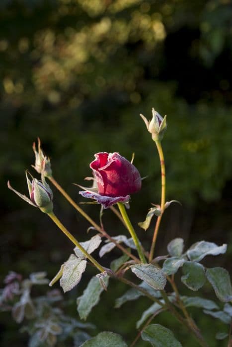 Rose [William Shakespeare 2000]