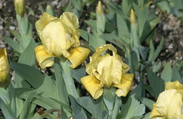 Crimean iris