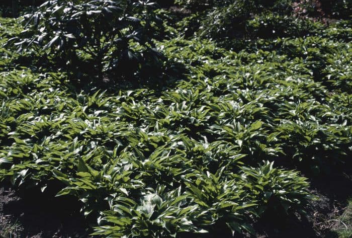 narrow-leaved plantain lily