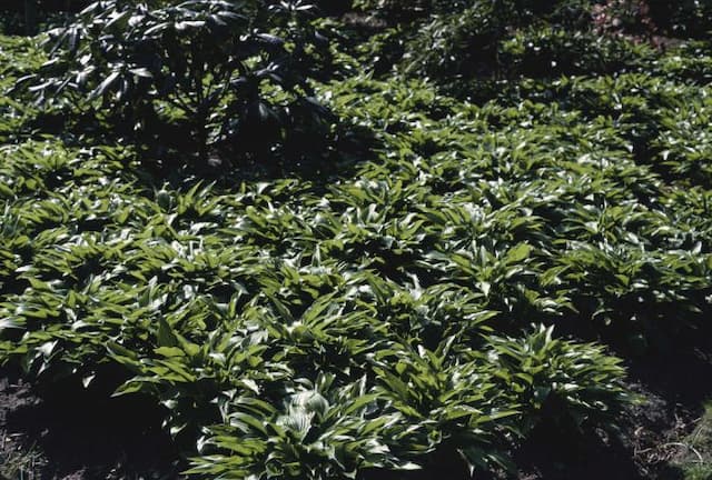 Narrow-leaved plantain lily