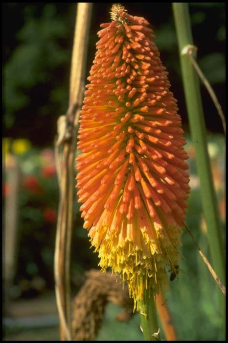 red-hot poker 'Nobilis'