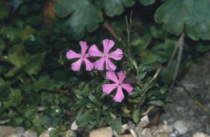 autumn catchfly