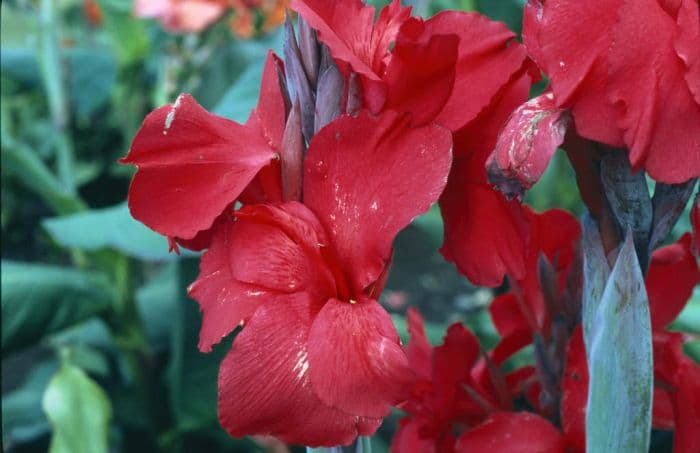 canna 'Schwäbische Heimat'