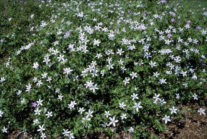 asphodel cranesbill