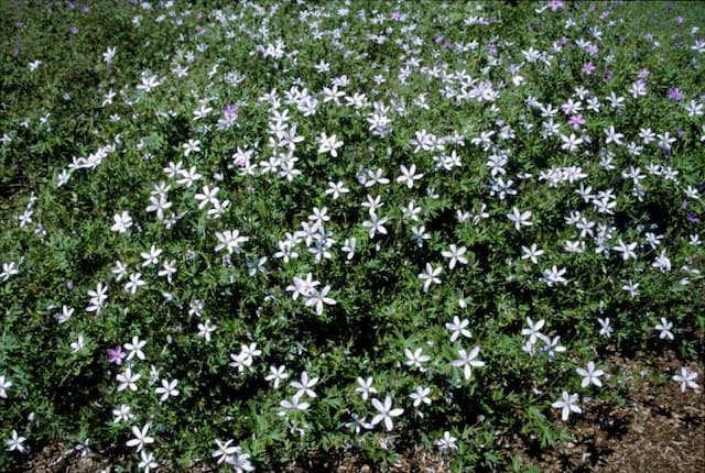 Asphodel cranesbill