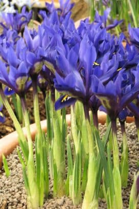 iris 'Blue Hill'