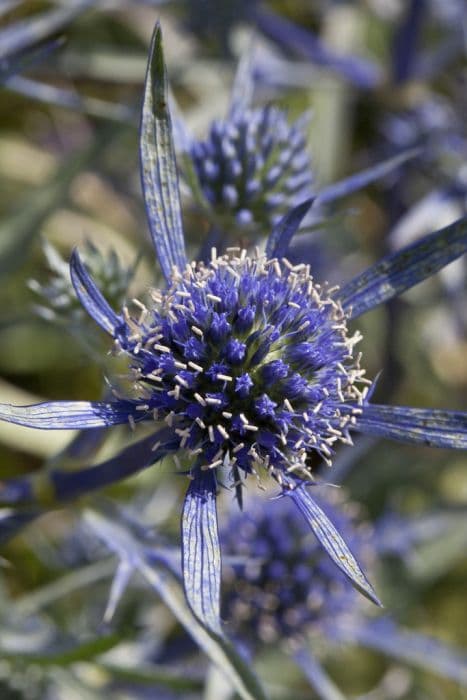 Serbian sea holly