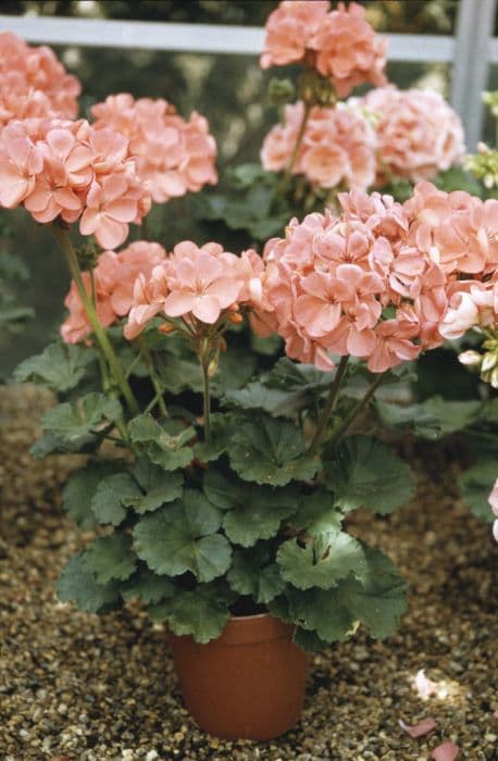 pelargonium 'Claire'