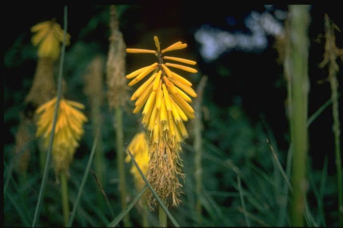 dwarf red-hot poker