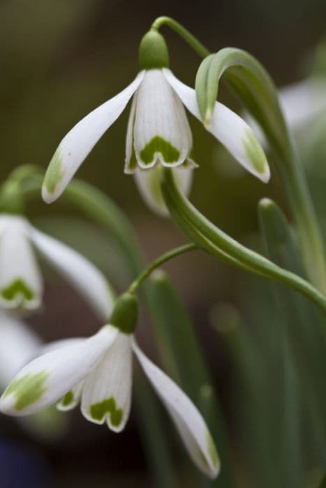 snowdrop 'Viridapice'