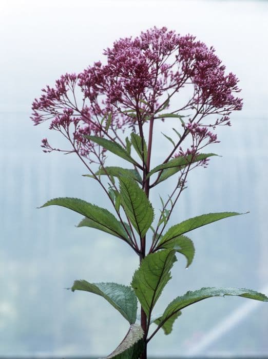 eupatorium 'Glutball'