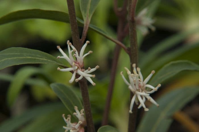 sweet box 'Purple Stem'