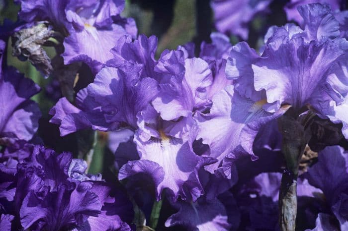 iris 'Shurton Princess'