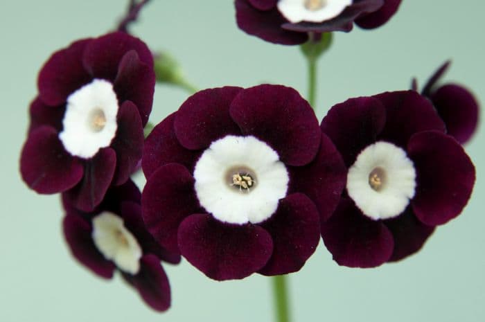 auricula 'Argus'