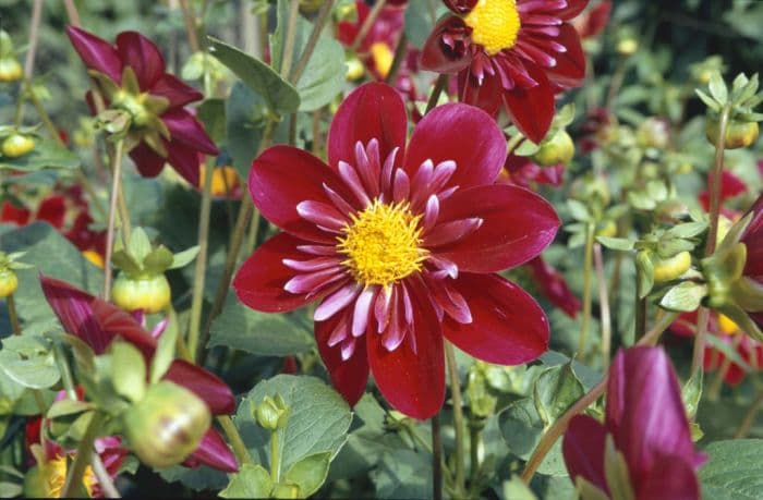 dahlia 'Hillcrest Regal'