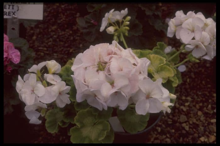 pelargonium 'Bridal Veil'