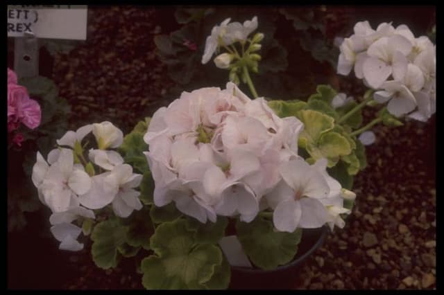 Pelargonium 'Bridal Veil'