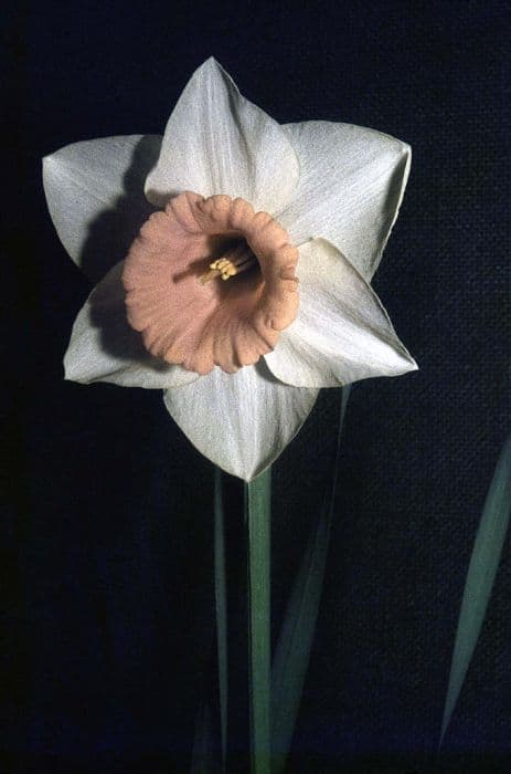 daffodil 'Passionale'