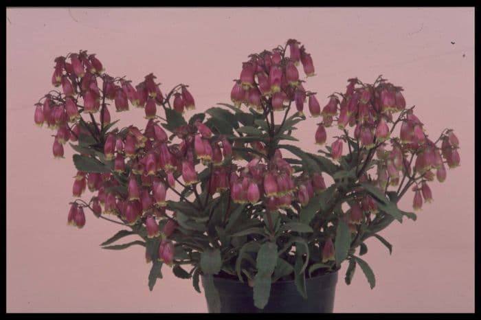 kalanchoe 'Wendy'