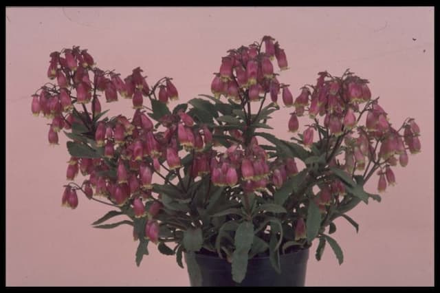 Kalanchoe 'Wendy'