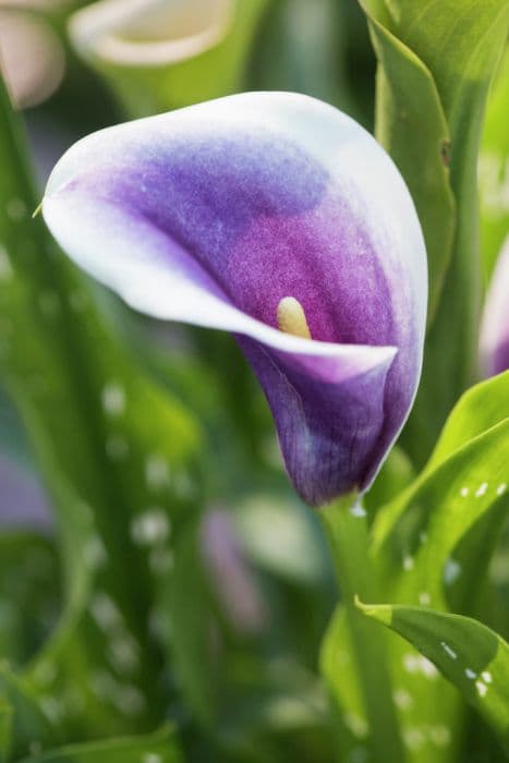 Arum lily 'Picasso'