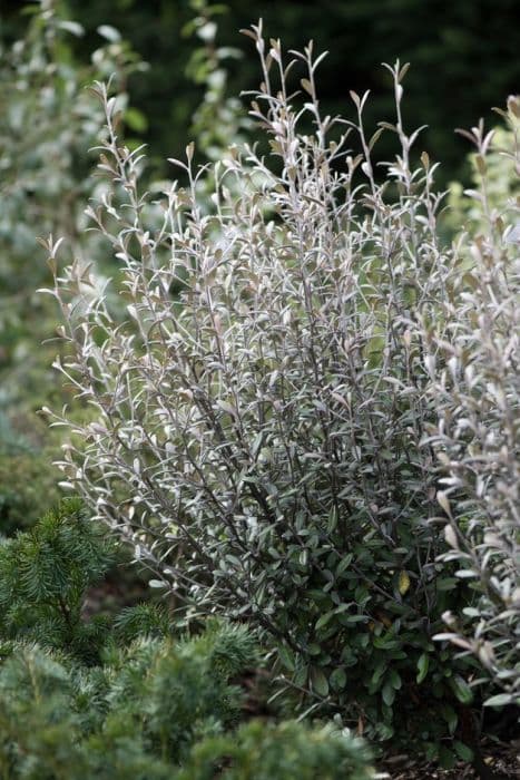 hybrid wire-netting bush 'Frosted Chocolate'