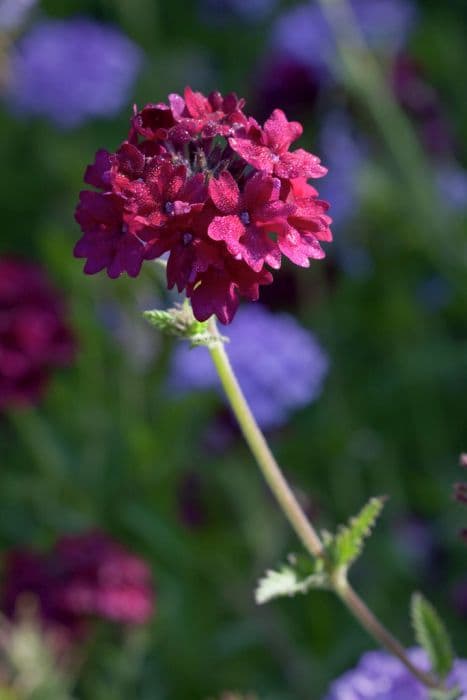 vervain 'Claret'