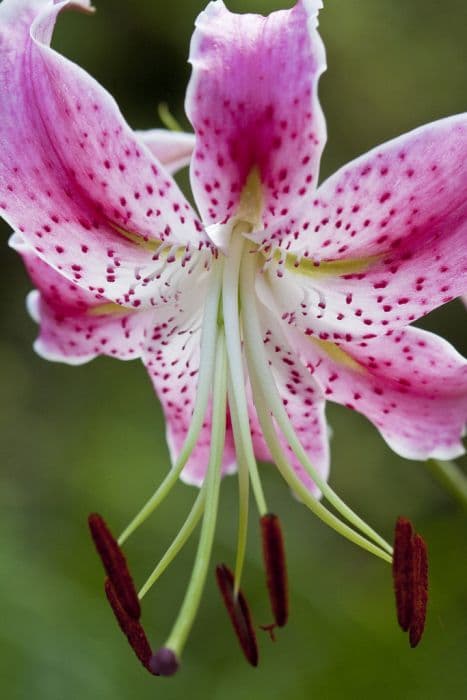 Showy Japanese lily